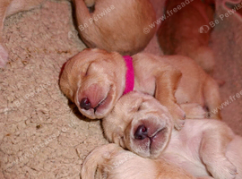 F1 GOLDEN DOODLE PUPPIES