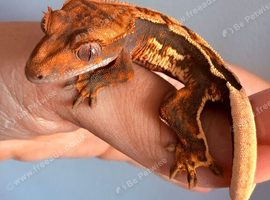 Baby Crested Geckos