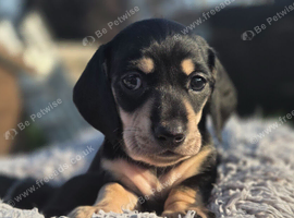 Black and cream mini dachshunds