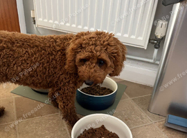 6 month old cockapoo