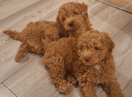 Beautiful F1b Male Cockapoo