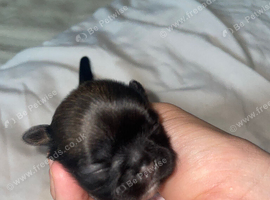 SHIH TZU PUPPIES LOOKING FOR LOVING HOMES