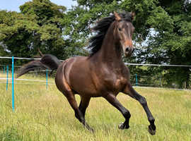 WANTED Light land grazing for a stud horse