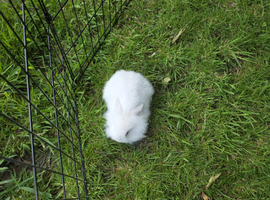 White Mini lop bunny