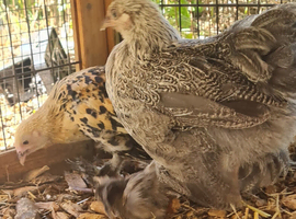 Pekin & sablepoot