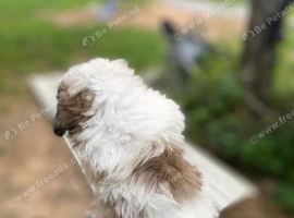 Little shih tzu girl