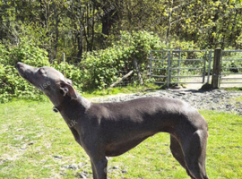 Beautiful KC Blue Whippet Puppies