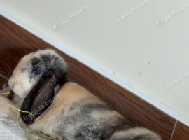 Mini Lop Bunny for sale