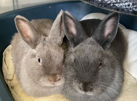 Two Brothers Bunnies need new home!