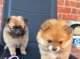 Pomeranian puppies