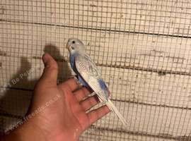 Baby budgies for sale  &pound;40 each collection mk404nn