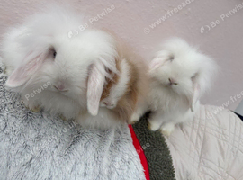 Mini lops/raised indoors/ vaccinated