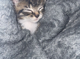 Loving tabby kitten