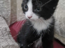 Kitten