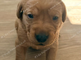 Gold/ red fox labs puppies looking for forever homes!