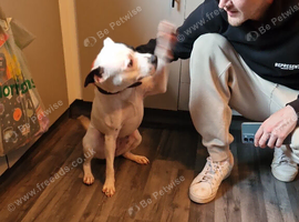 Alba needs a forever home