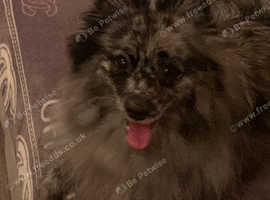 Pomeranian boy stud wanted