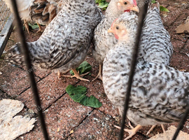 Pekin Bantam and Cream Legbars