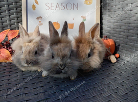Lionhead babies, fluffy! 3 available