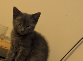 9 week old kittens