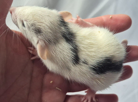 Baby Girl Dumbo Rats