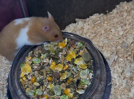 Brown and white Syrian hamster male