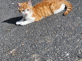 Kitten for sale