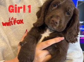 Cocker Spaniel Puppies
