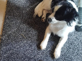 Still available if advert up Urgent home needed beautiful chihuahua x shitzu