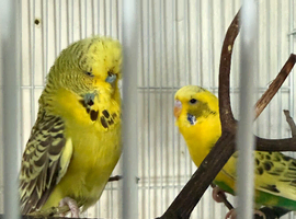 Male budgies