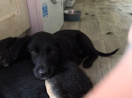 German Shepherd cross pup