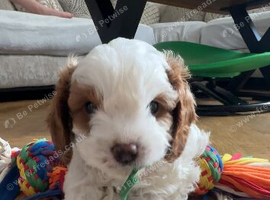 Cavapoo puppies