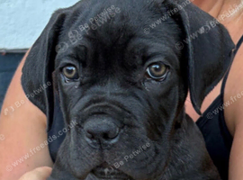 Gorgeous male cane corso 12wks