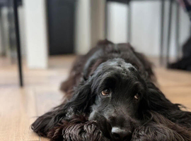 F1 Show Line Cockapoo Puppies ️
