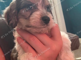 Beautiful maltipoo puppies