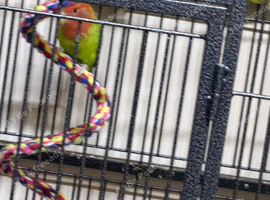 Baby black Masked lovebirds