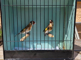 Gold finches