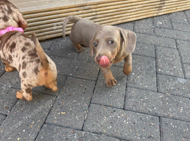 Dachshund puppies