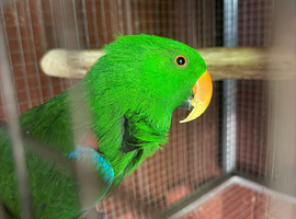 Male Talking Eclectus parrot
