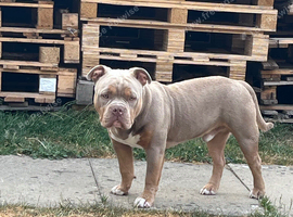 Male pocket bully