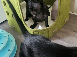 Beautiful Black Sphynx Kitten &ndash; ready