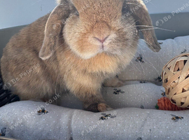 10 month old mini lop