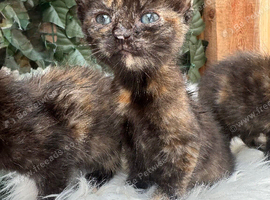 FLUFFY TORTIE FEMALE KITTENS TO RESERVE