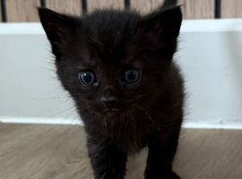 3 boy kittens