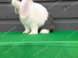 Beautiful mini lop bunny. READY NOW
