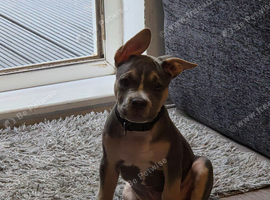 Male pocket American bully cross