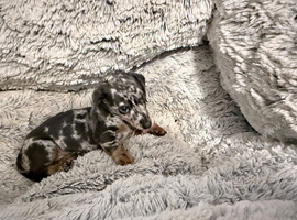 Miniature dachshund
