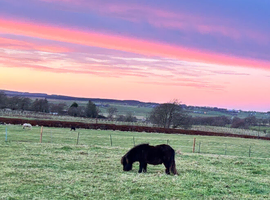 Quality SPBS Mini Shetland Colt