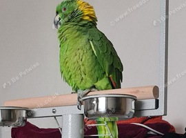 Male Yellow Naped Amazon