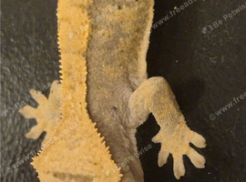 Baby crested gecko